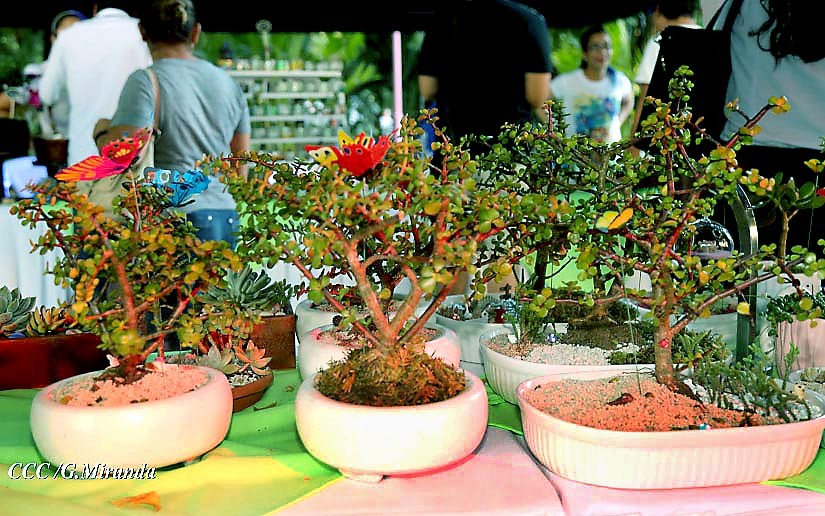 bonsai