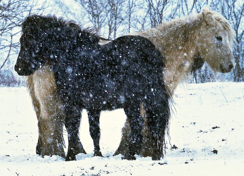 nieve
