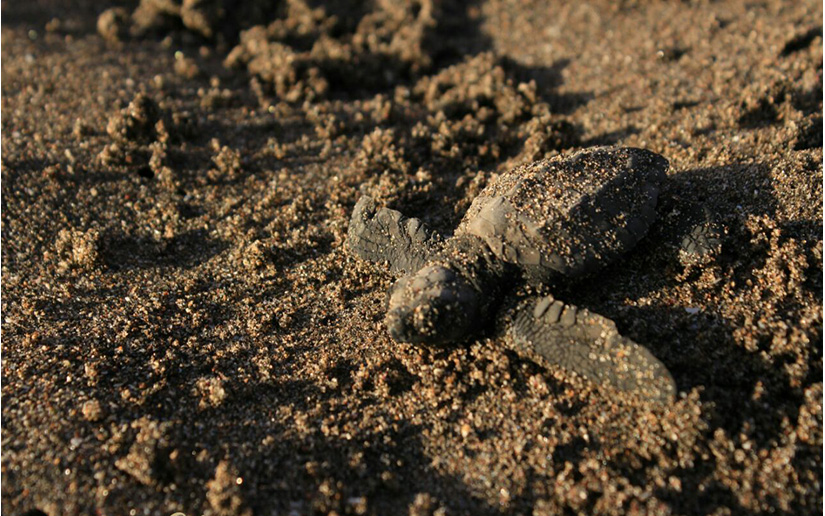 tortuguillos