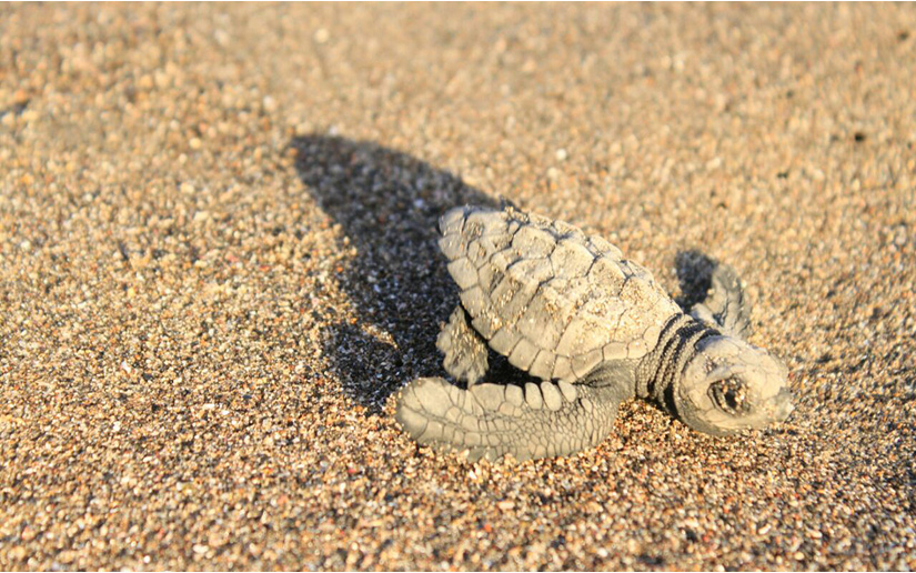tortuguillos