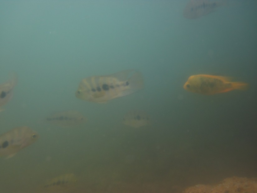 peces
