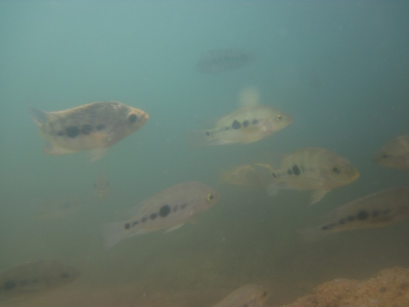 peces