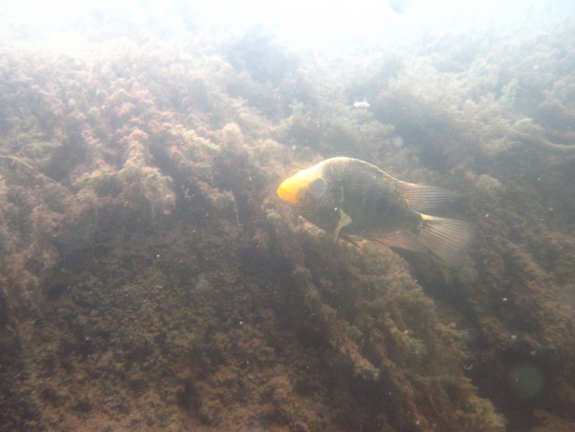 peces