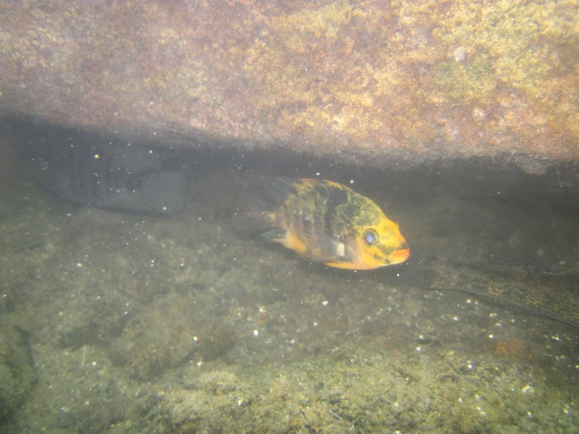 peces