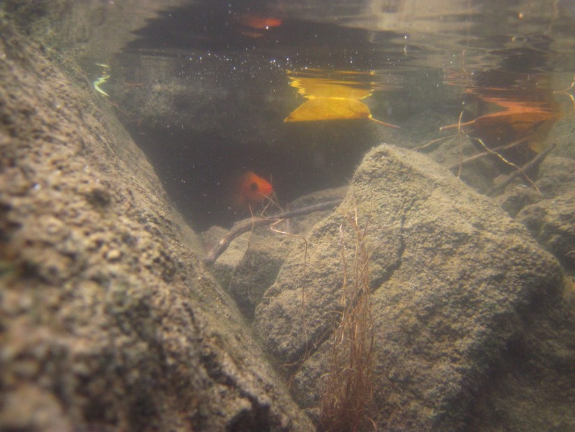peces