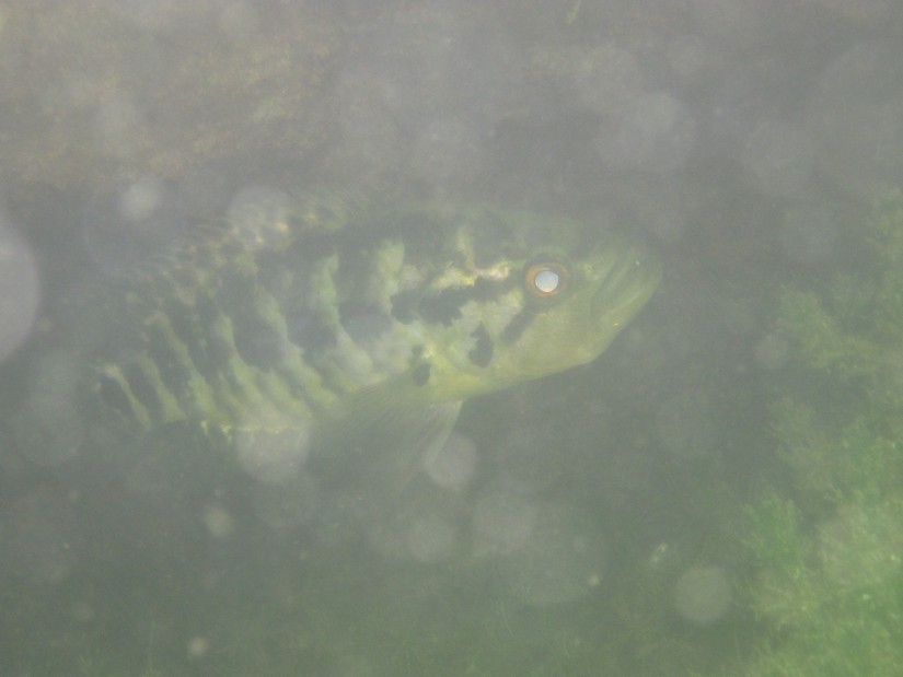 peces