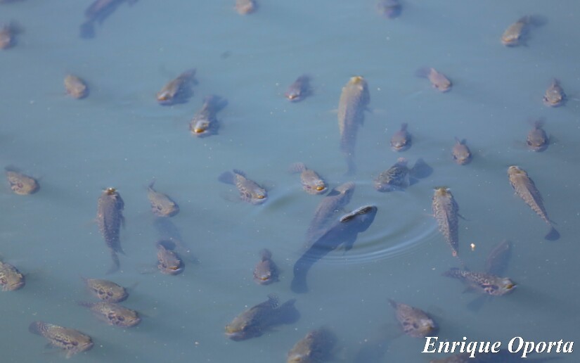 mojarras