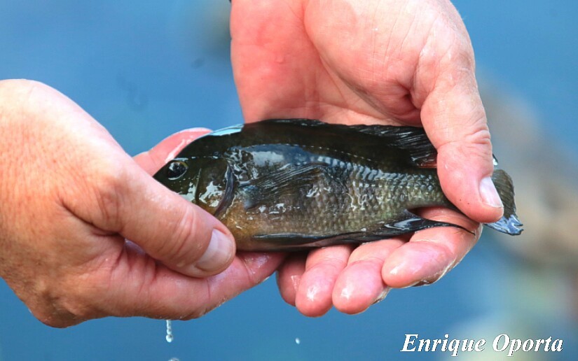 mojarras