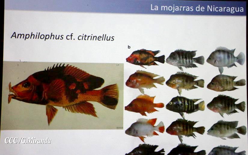 mojarras
