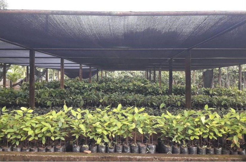 cacao