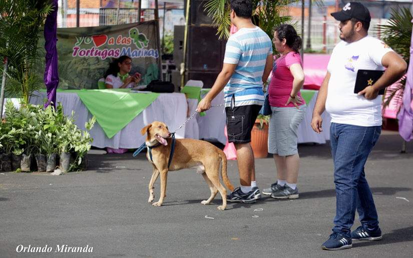 pERROS1