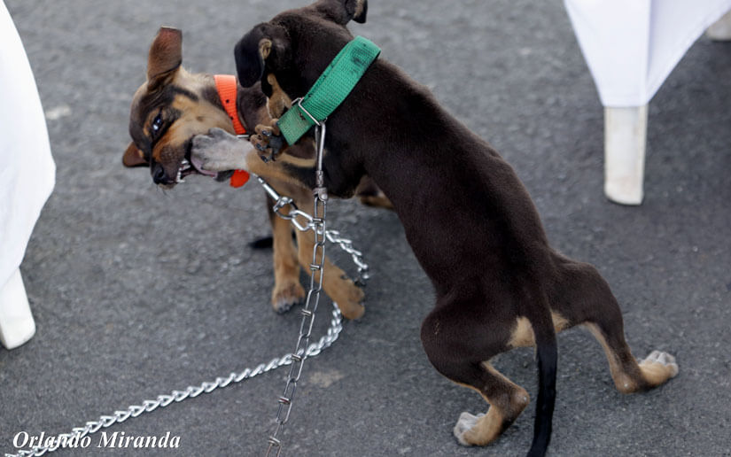 pERROS1