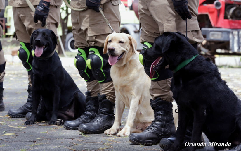 Canina1
