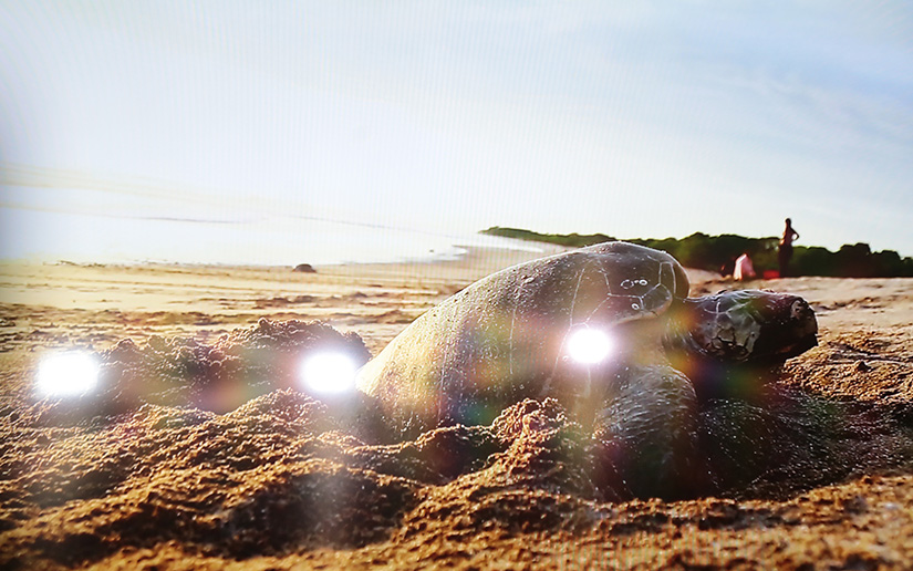 Tortugas