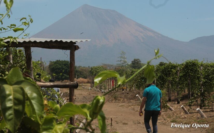 maracuya