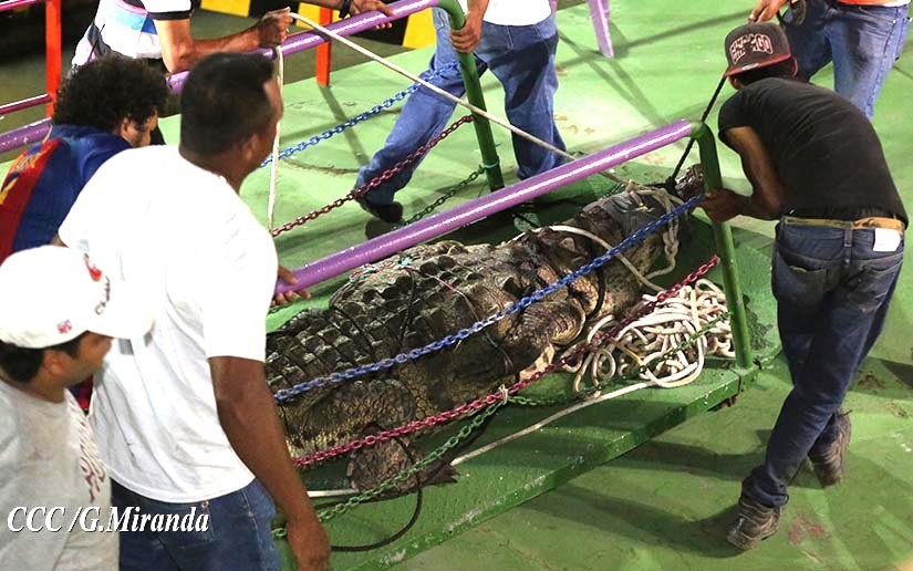 cocodirlo