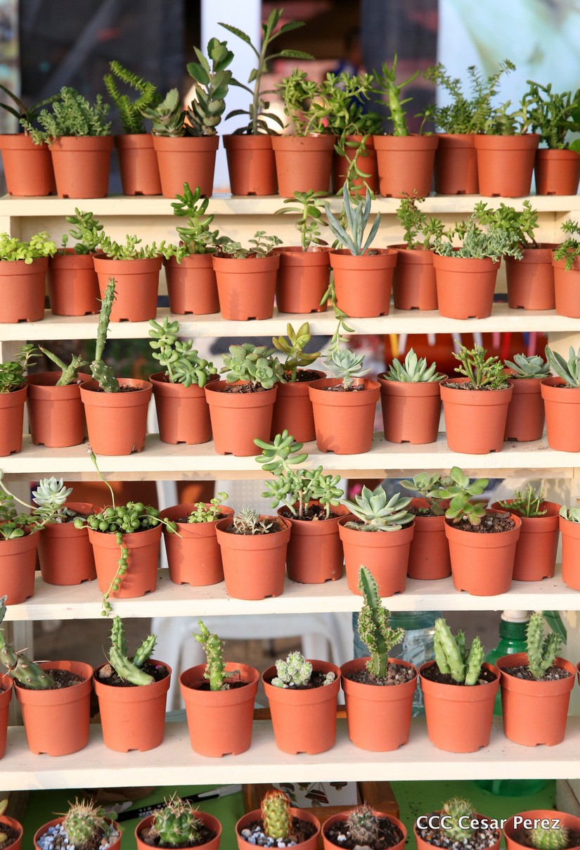feria