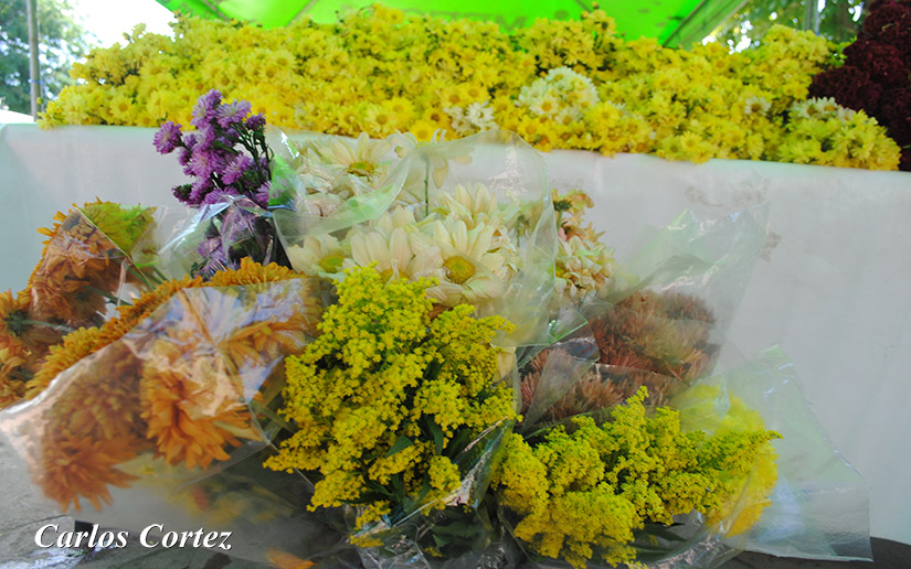 flores