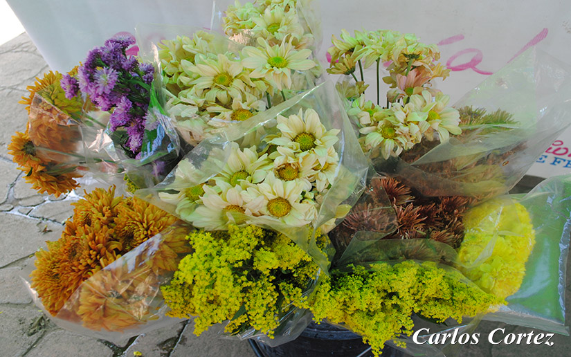 flores