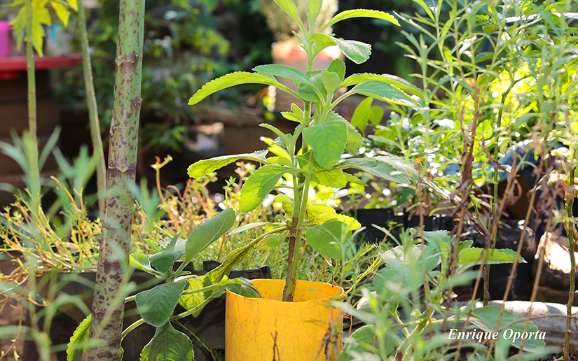 jardin1