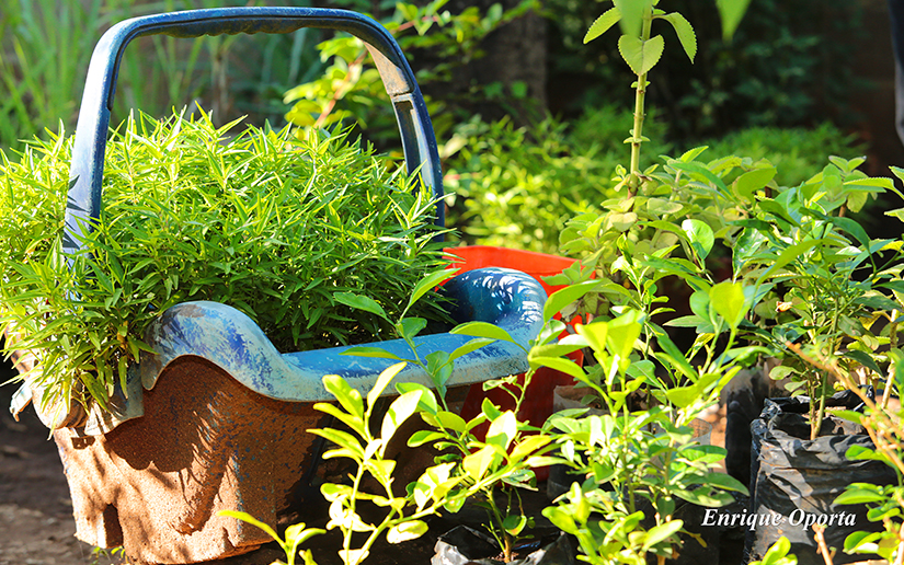 jardin1