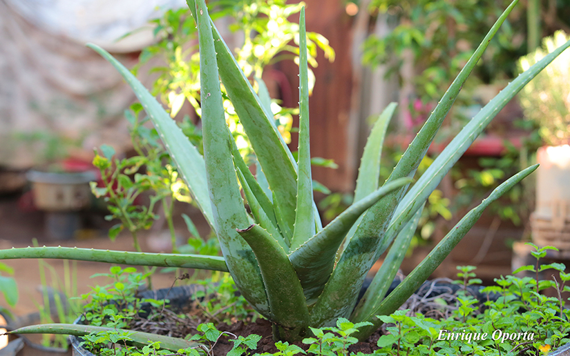 jardin1