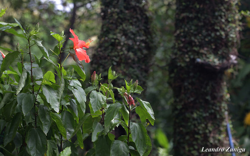 TICUANTE1