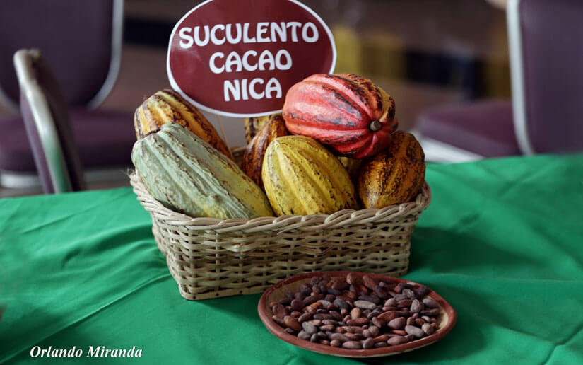 cacao