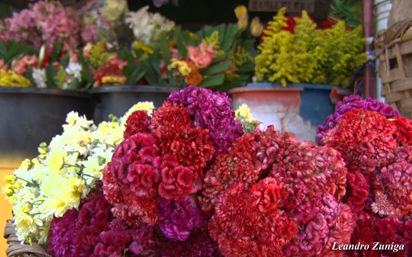 flores