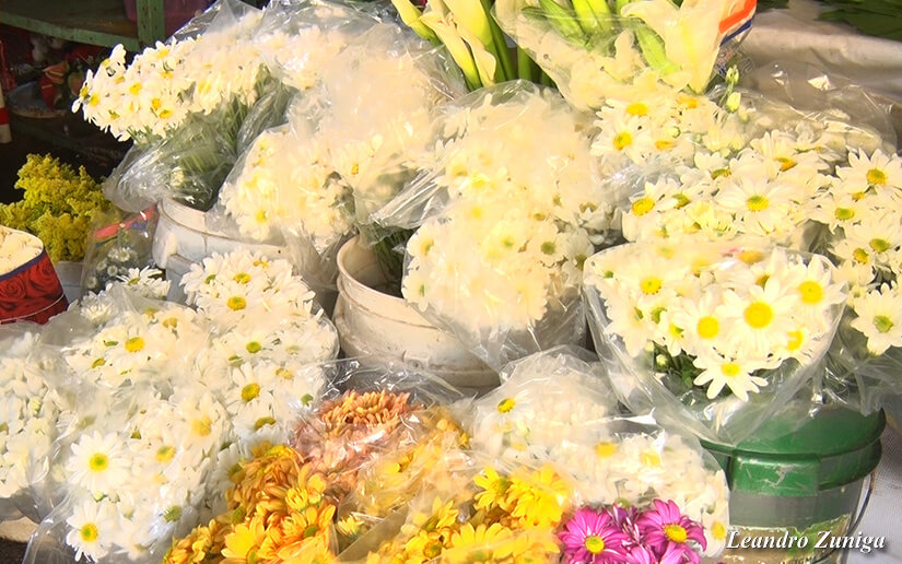 flores