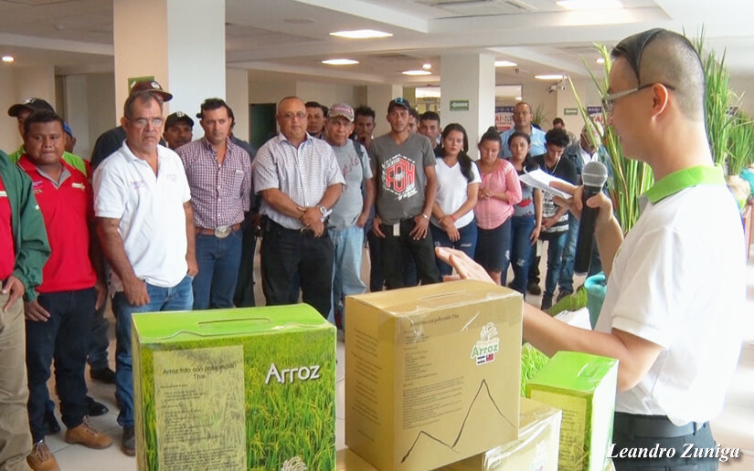 arroz17