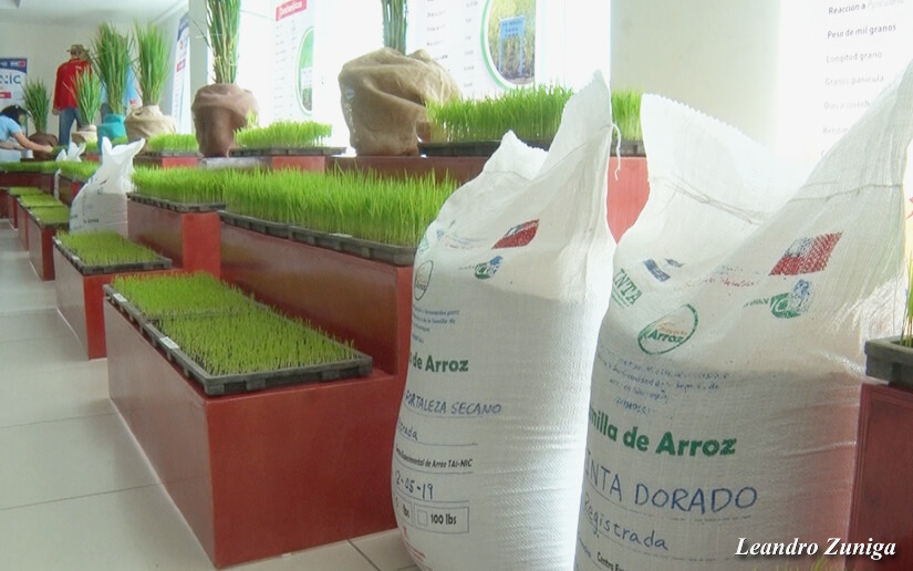 arroz17
