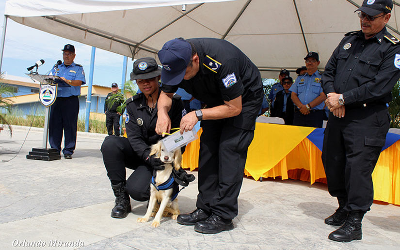 policia-canes-curso