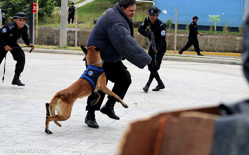 policia-canes-curso