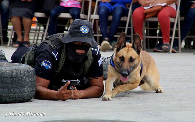 policia-canes-curso