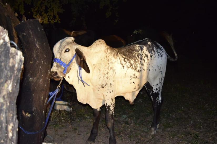 feria-ganadera