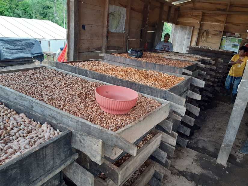 cacao