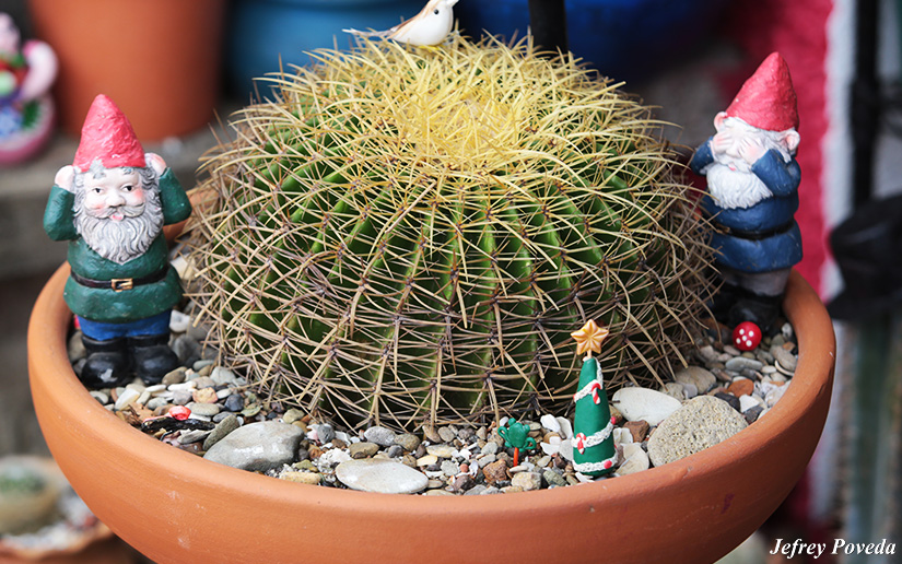 JARDINES2