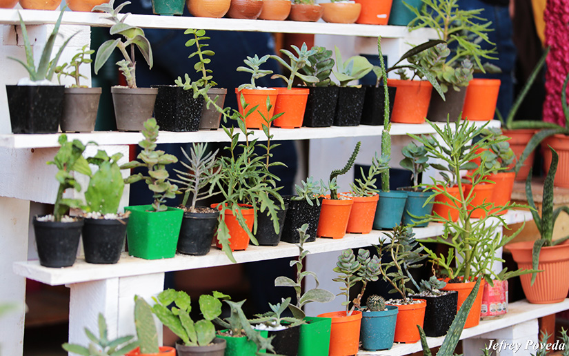 JARDINES2