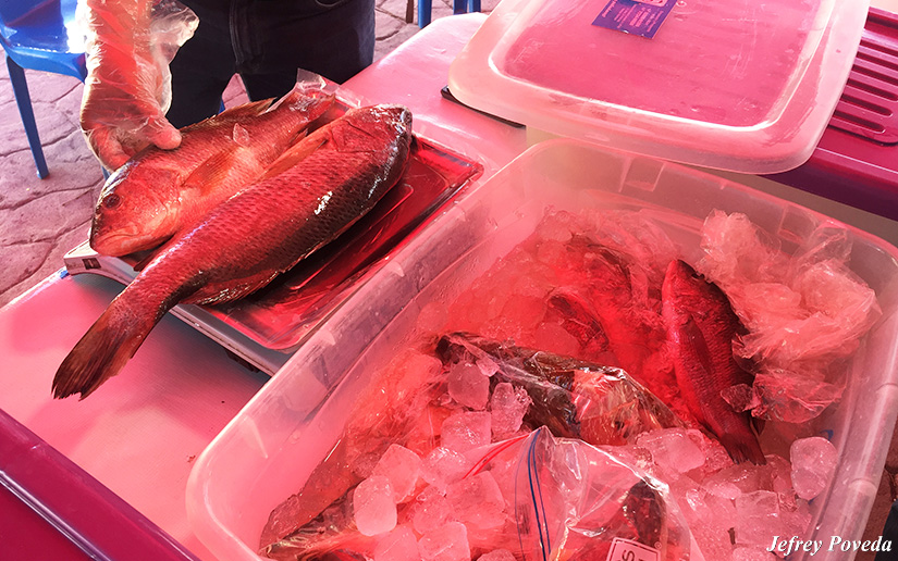 INPESCA1