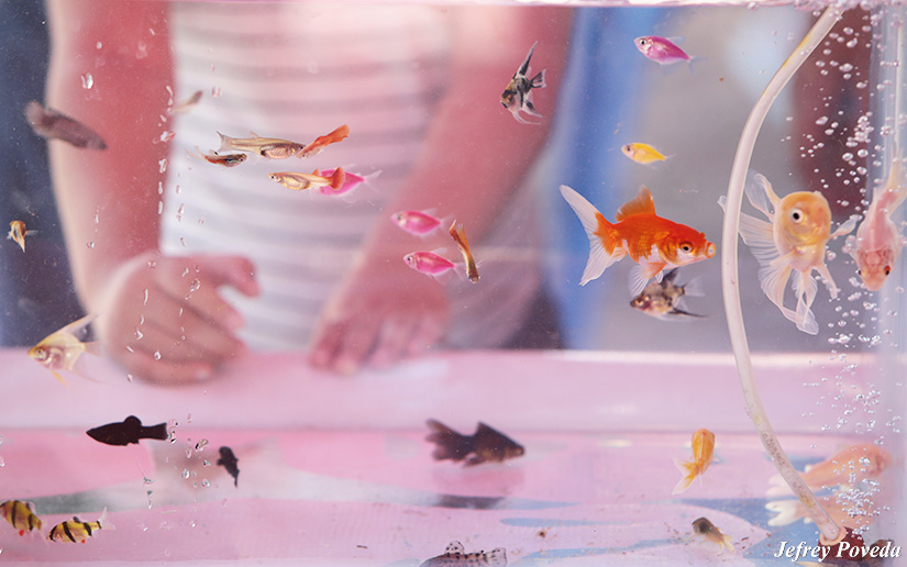 INPESCA1