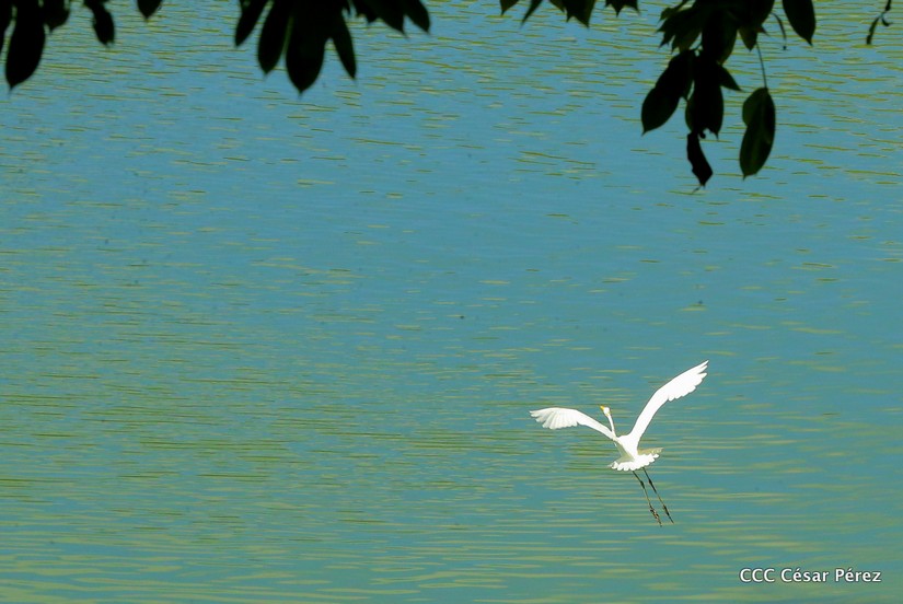 ambiente