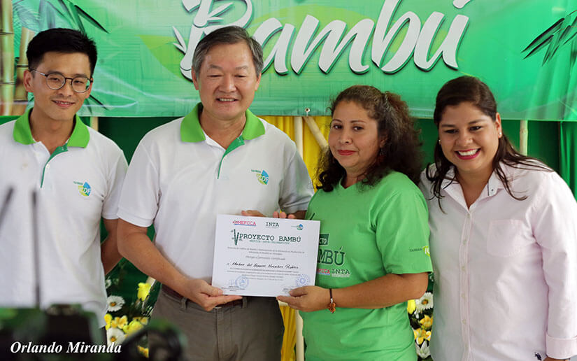 bambu