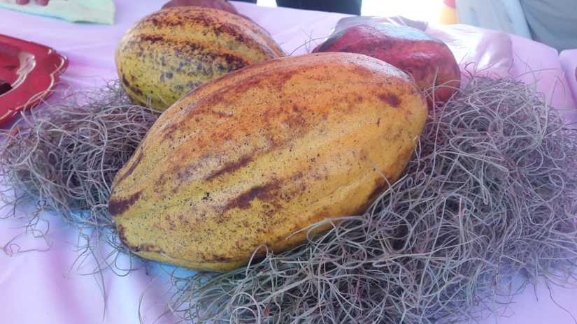 cacao