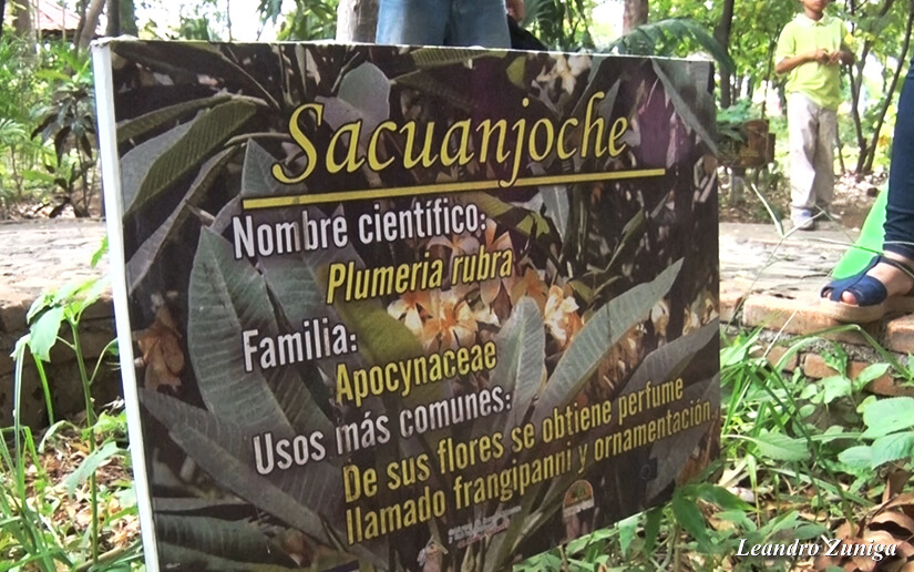 arbol2