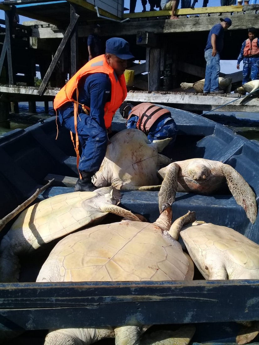 tortugas