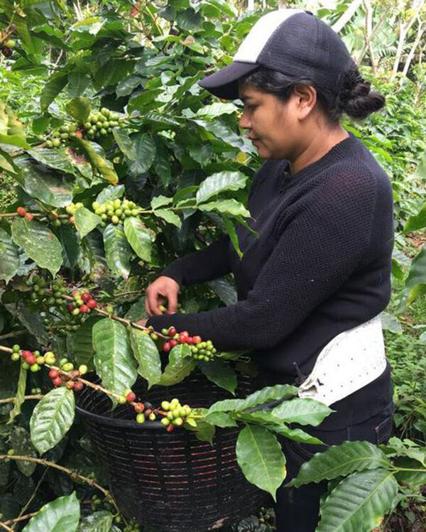 Junieth Leiva de la Cooperativa Agr&iacute;cola SOPPEXCCA est&aacute; en Londres y Bristol para la Quincena de Comercio Justo