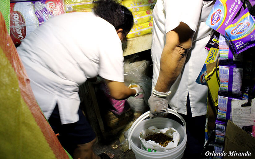 jornada-desratizacion-managua