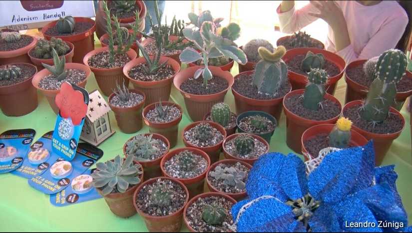 feria-eco