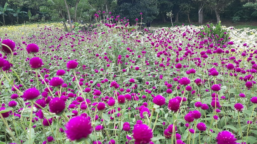 flores